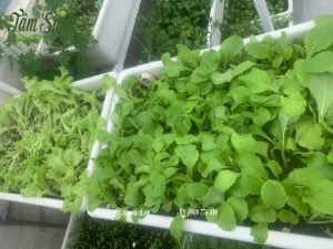 rau xanh trong kệ 3 tầng trồng rau sân thượng