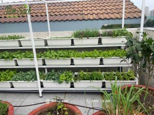 3 trồng rau 3 tầng sân thượng xanh mướt