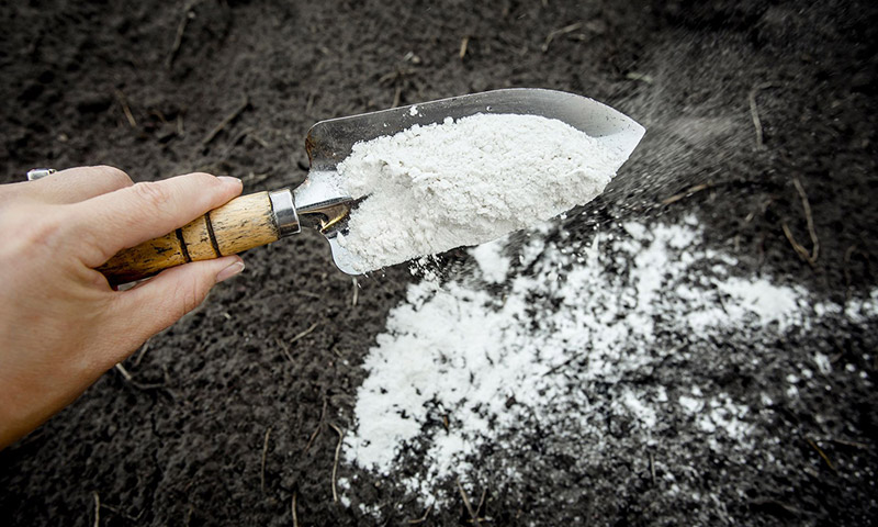 Phòng trị sâu bệnh cho rau