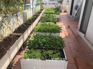 Rau hữu cơ trong chậu ghép thông minh