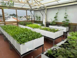 chậu ghép trồng rau hữu cơ