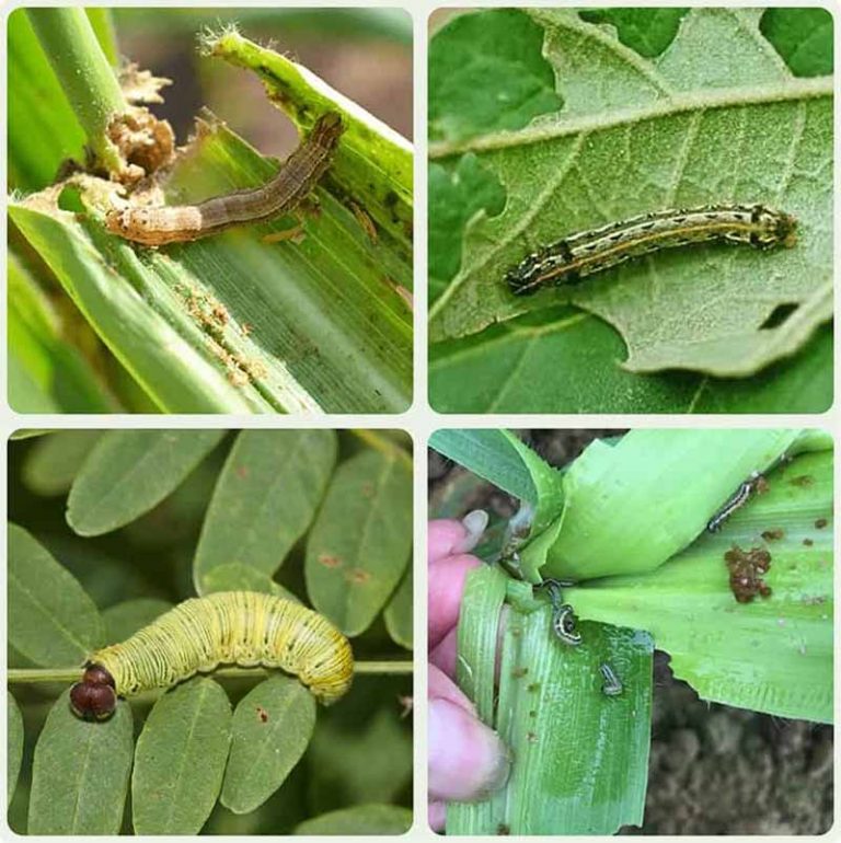 Trị sâu bệnh cho rau sạch với 5 phương pháp an toàn tự nhiên