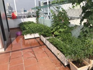 Cách chăm sóc vườn rau