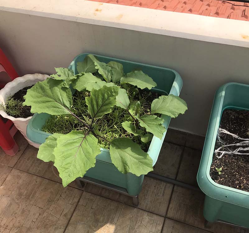 Cách chăm sóc vườn rau