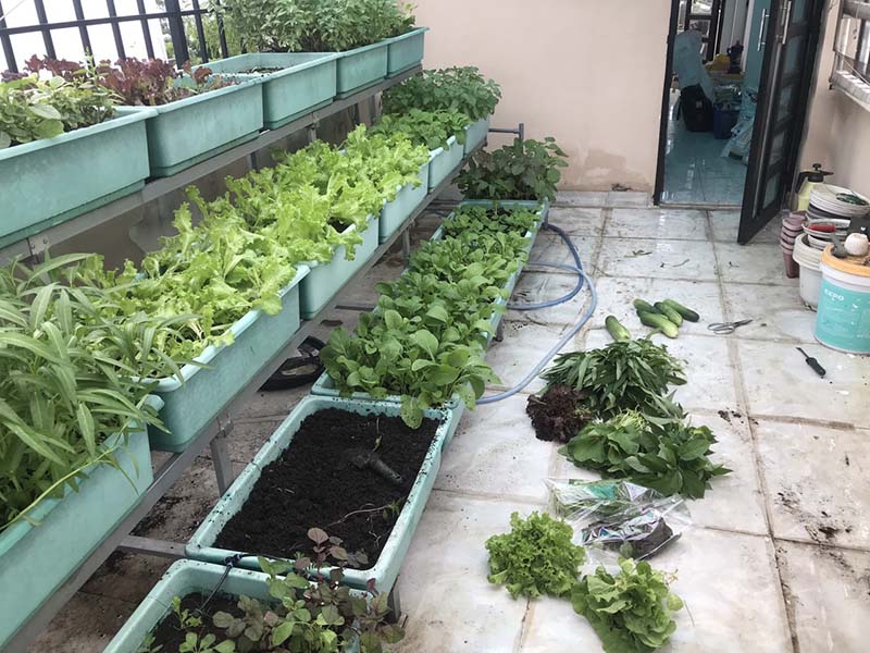 Cách chăm sóc vườn rau