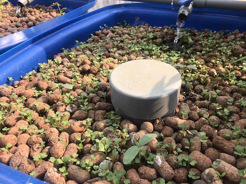 Thi công vườn rau sạch 100m2 tại Bình Dương