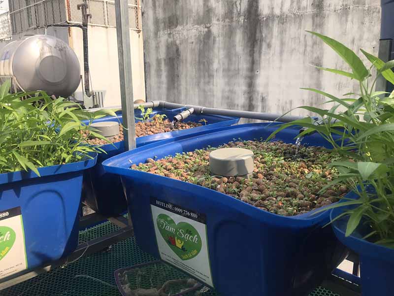 Thi công vườn rau sạch 100m2 tại Bình Dương