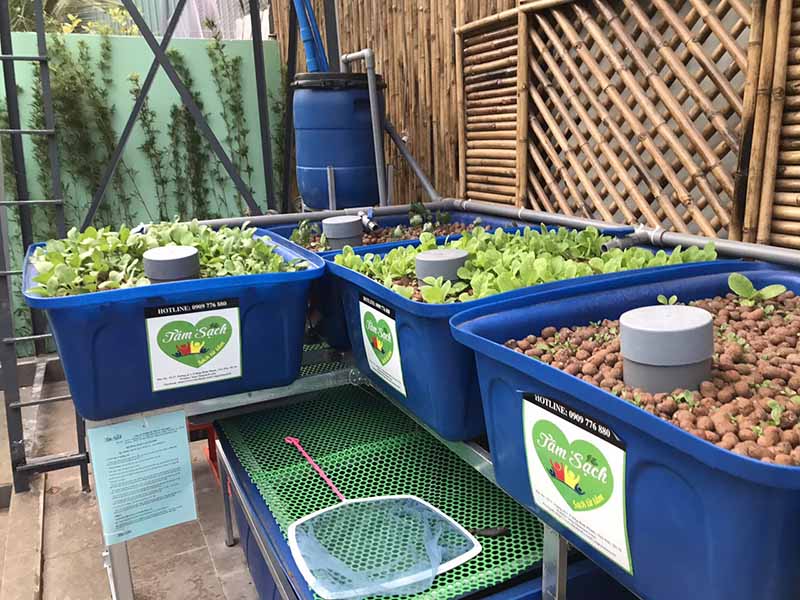 Thi công vườn rau sạch 100m2 tại Bình Dương