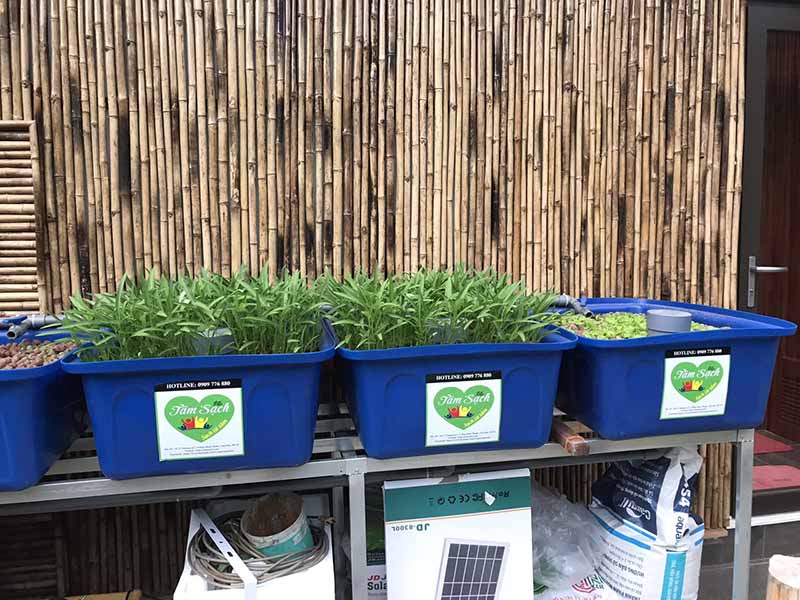 Thi công vườn rau sạch 100m2 tại Bình Dương