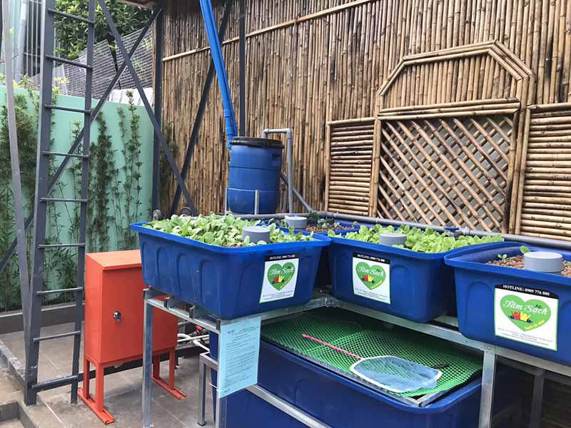 Thi công vườn rau sạch 100m2 tại Bình Dương