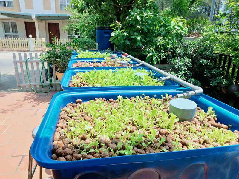 Thi công vườn rau sạch Aquaponics tại Bình Dương