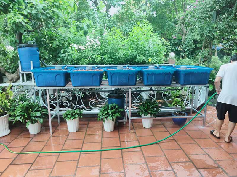 Thi công vườn rau sạch Aquaponics tại Bình Dương