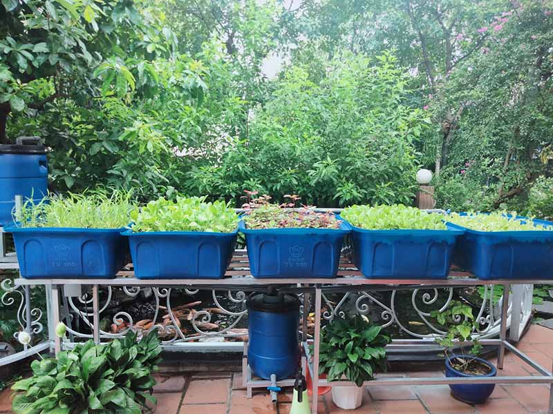 Thi công vườn rau sạch Aquaponics tại Bình Dương