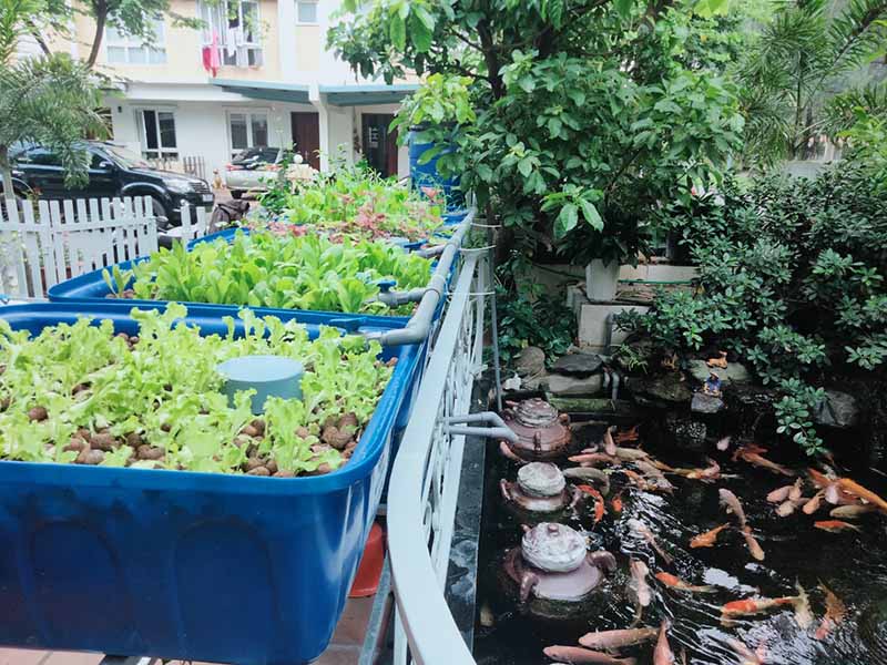 Thi công vườn rau sạch Aquaponics tại Bình Dương