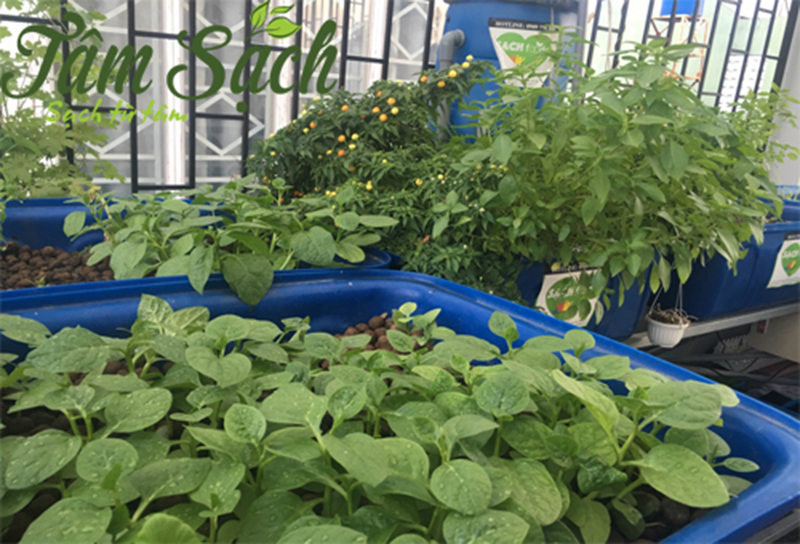 Thi công vườn rau sạch tại Biên Hòa