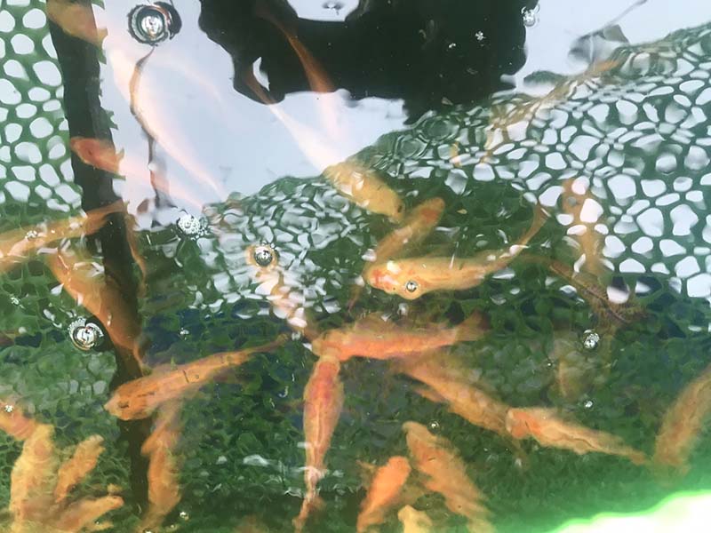 Thi công vườn rau sạch tại Biên Hòa