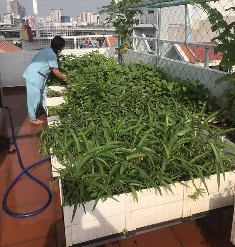 Thi công vườn rau sạch Đồng Nai