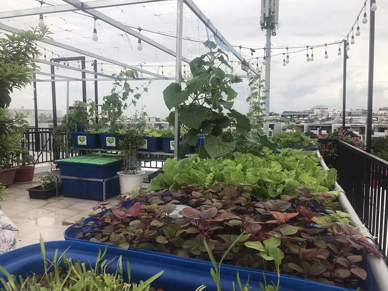 Thi công vườn rau sạch tại Bình Dương