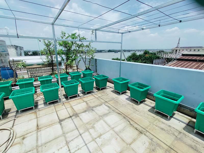 Trồng rau sạch Đồng Nai