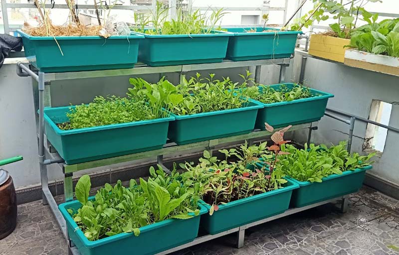 Cải tạo vườn rau bạc màu