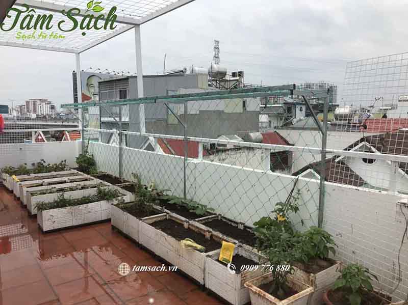 Cải tạo vườn rau bạc màu