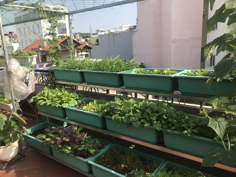 Cải tạo vườn rau bạc màu