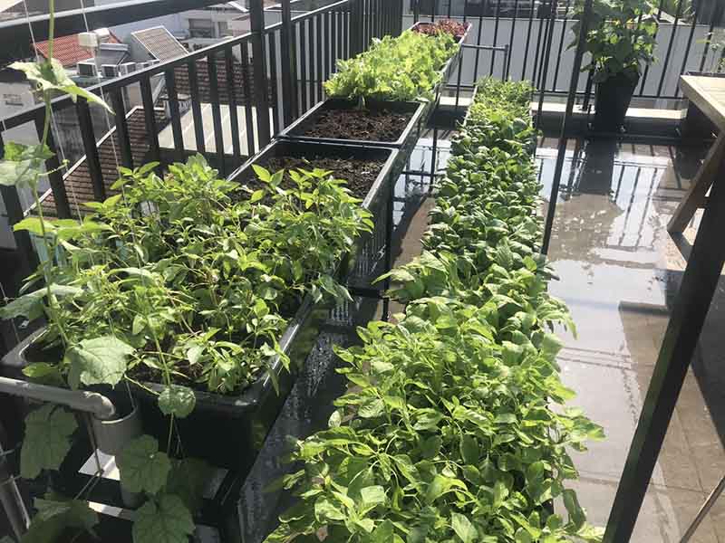 Cải tạo vườn rau bạc màu