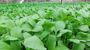 Cải tạo vườn rau bạc màu