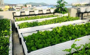 Lắp đặt chậu ghép hiệu quả