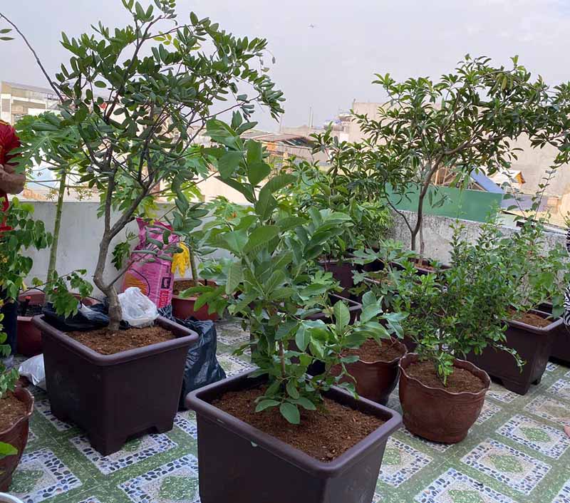 Sử dụng chân đế chậu cây