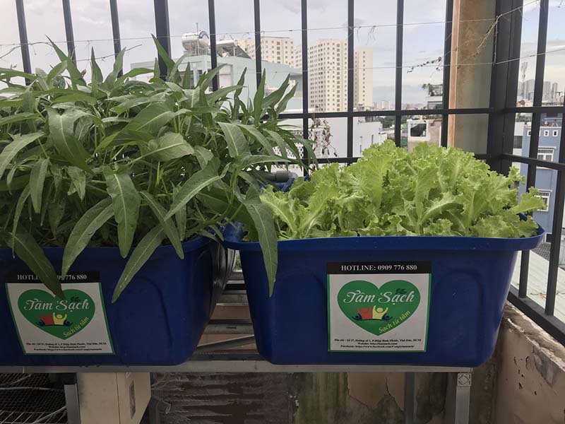 Trải nghiệm dịch vụ chăm sóc vườn rau