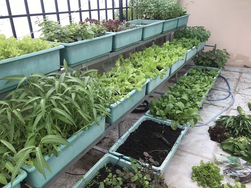 Trải nghiệm dịch vụ chăm sóc vườn rau