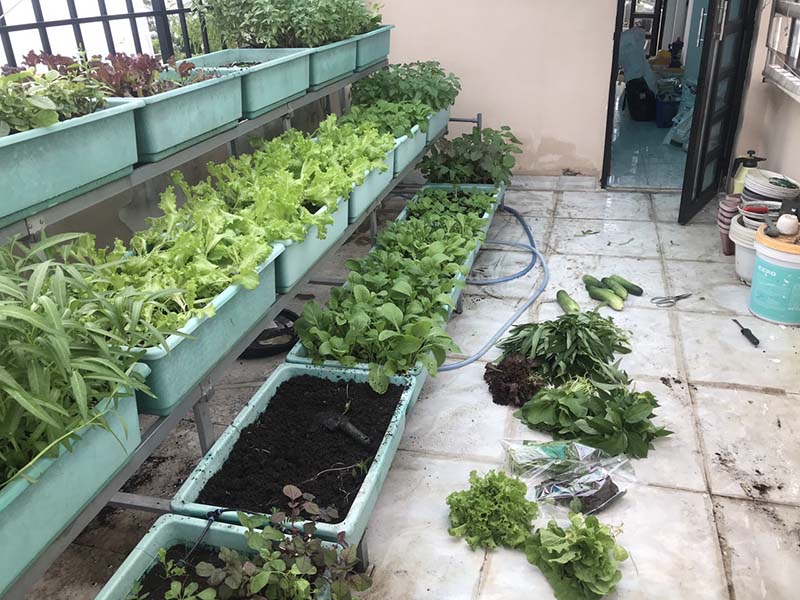 Trải nghiệm dịch vụ chăm sóc vườn rau