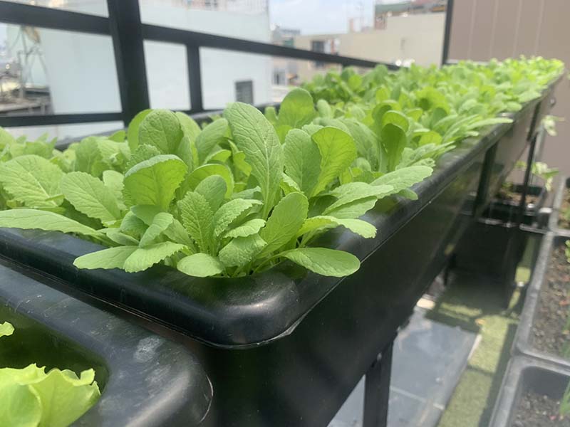 Trải nghiệm dịch vụ chăm sóc vườn rau