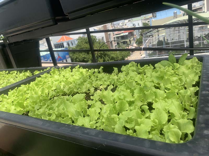 Trải nghiệm dịch vụ chăm sóc vườn rau