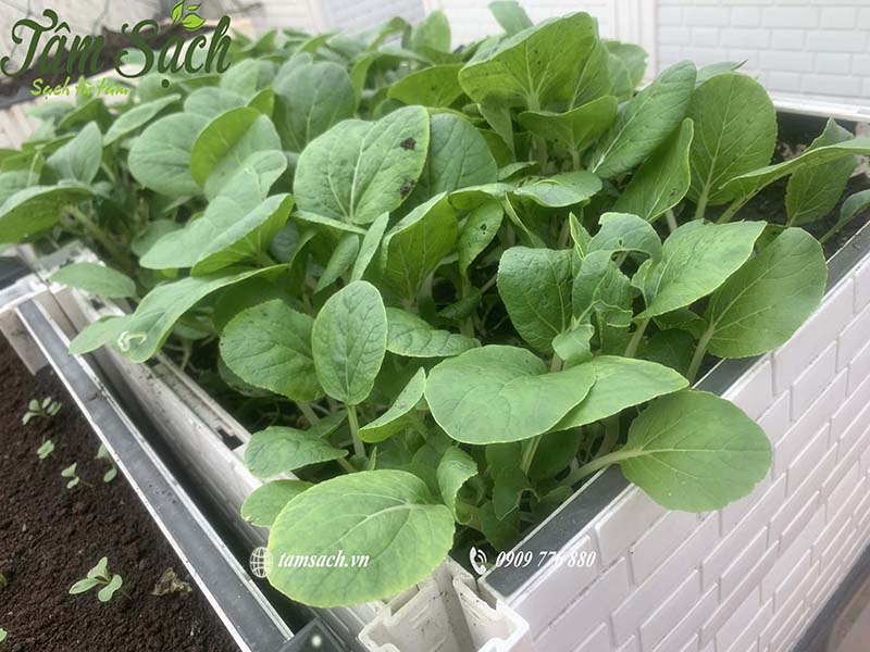 Trải nghiệm dịch vụ chăm sóc vườn rau