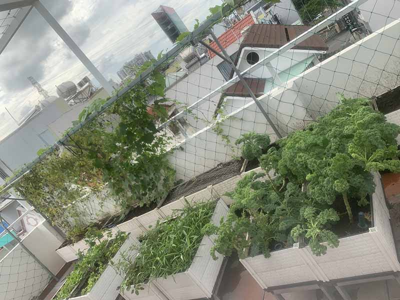 Trải nghiệm dịch vụ chăm sóc vườn rau