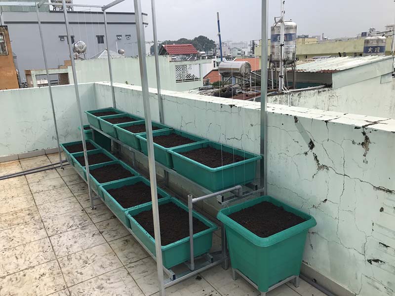 Trải nghiệm trồng rau sạch tại nhà