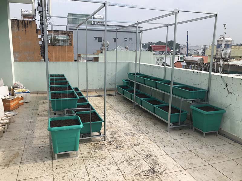 Trải nghiệm trồng rau sạch tại nhà