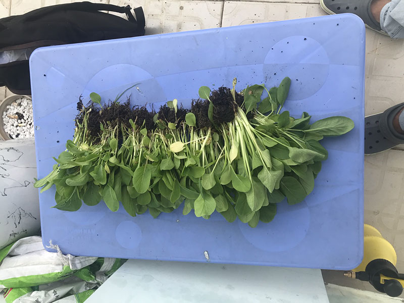 Trải nghiệm trồng rau sạch tại nhà