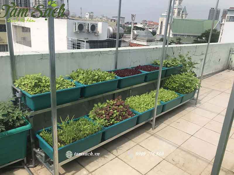 Trải nghiệm trồng rau sạch tại nhà