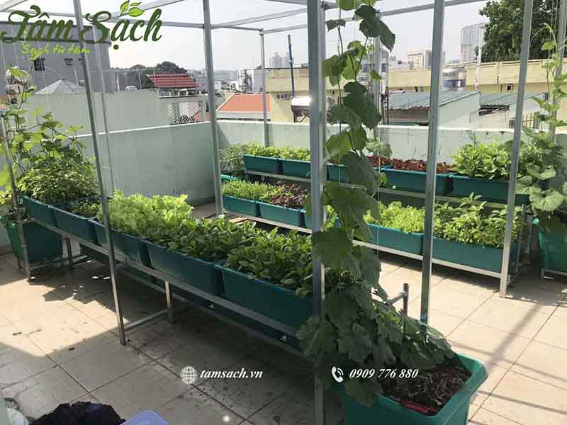 Trải nghiệm trồng rau sạch tại nhà