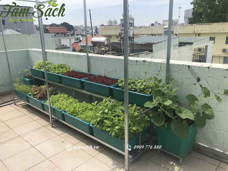 Trải nghiệm trồng rau sạch tại nhà