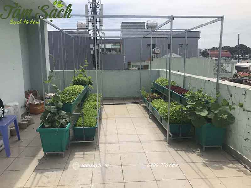 Trải nghiệm trồng rau sạch tại nhà