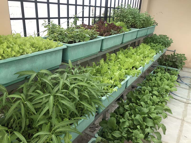 Có nên trồng rau tại nhà không