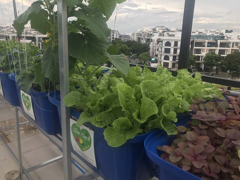 Có nên trồng rau tại nhà không