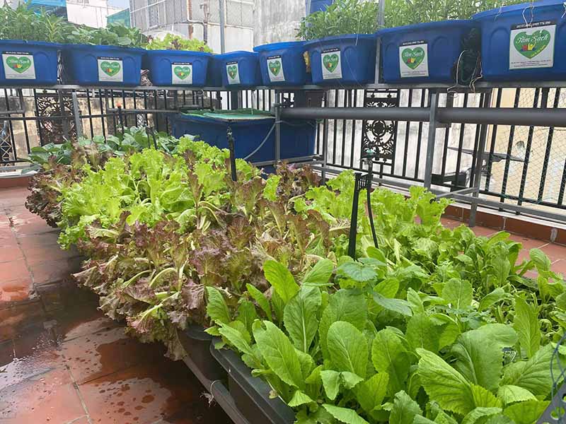 Có nên trồng rau tại nhà không