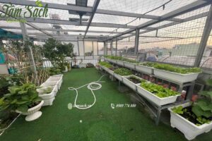 Các khay trồng rau được sắp xếp gọn gàng trên kệ