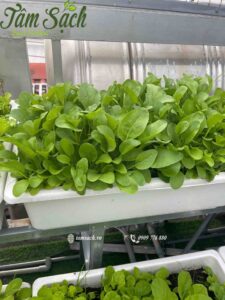 Rau ăn lá phát triển đều trên kệ trồng rau 2 tầng