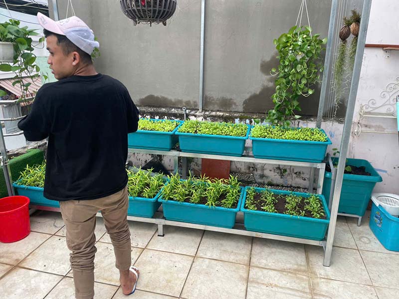 Trồng rau sạch tại nhà đắt hay rẻ